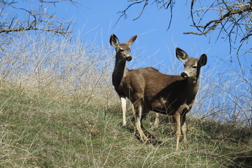 A pair of mule deer does roaming the Tehachapi Mountains, in Stallion Springs, California.