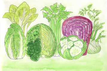 Watercolor Cabbage, Is a different kind of cabbage.Plant, watercolor drawing, vegetables, isolated, Autumn harvest cabbage.Yellow vegetable.Drawing for design, postcards, sublimation.