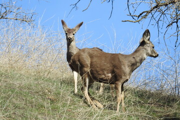 A pair of mule deer does roaming the Tehachapi Mountains, in Stallion Springs, California.