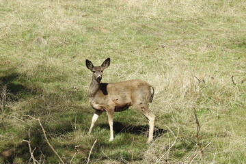 A mule deer doe roaming the Tehachapi Mountains, in Stallion Springs, California.