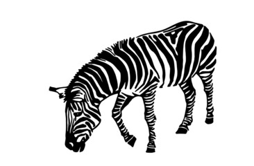 Vector zebra animal on white background, striped horse
