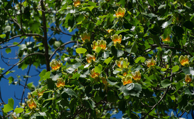 A lot of flowers on Tulip tree (Liriodendron tulipifera) in Arboretum Park Southern Cultures in Sirius (Adler) Sochi. American Tuliptree or Tulip Poplar on blue sky background.