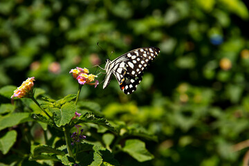 Beautiful Butterflies