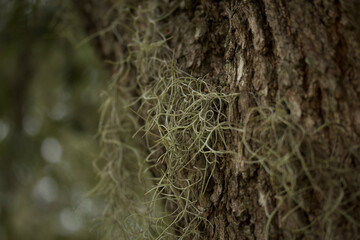 Close-up of Spanish Moss on Tree