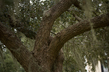 Fototapeta na wymiar Branches of Tree with some Spanish Moss