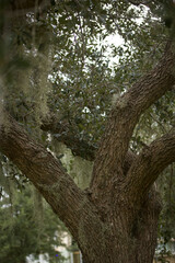 Oak Tree Branches with Spanish Moss