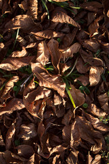 Autumn Leaves on the Ground