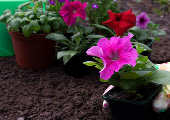 The process of planting flowers in a flower garden gardener in gloves. Gardeners hands planting petunia flowers in garden