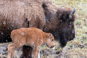 American bison with baby bison while snow falls. © Andrea