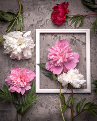 Paionies flowers isolated and white frame on grey background.