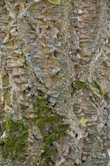 Der Stamm eines Amur-Korkbaum