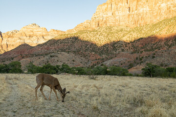 A mule deer in a meadow field near some rock mountains at sunset.