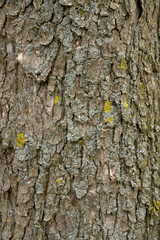 Die Rinde einer Baum Hasel