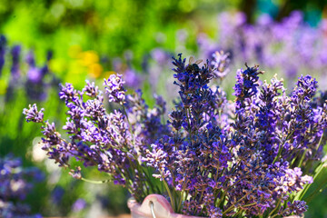 Lavender Flowers Field. Growing and Blooming Lavender