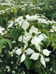 white flowers in the garden
