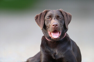 Süßer brauner Labrador