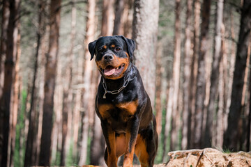 Beautiful rottweiler purebred outdoor portrait in the forest
