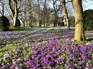 Spring flowers and old trees in, Lister Park, Bradford, UK