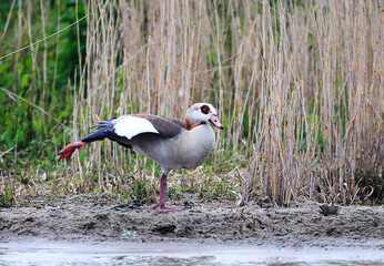 Egyptian Goose Swimming at the Peninsula Nordstrand, Germany, Europe