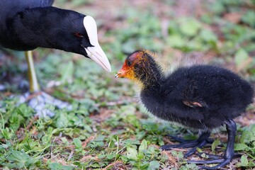 A Coot with a chick in a Park, Ziegeleipark Heilbronn, Germany, Europe -