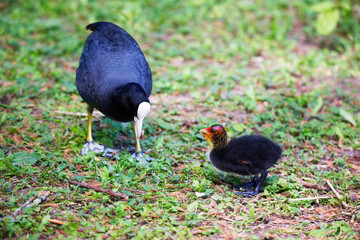 A Coot with a chick in a Park, Ziegeleipark Heilbronn, Germany, Europe -