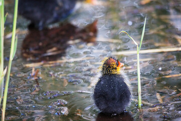 A Coot with a chick in a Park, Ziegeleipark Heilbronn, Germany, Europe -