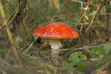 Harvesting forest mushrooms from ecologically clean places