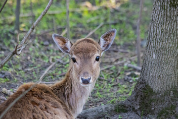 little spotted deer in the forest close up