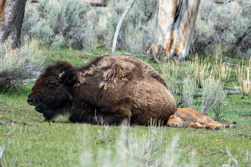 Baby bison sleeping by mother bison.