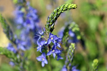 Blaue Blüten eines großen Ehrenpreis