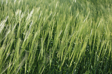 Wind im Getreidefeld