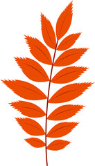 Autumn leaf, autumn tree orange rowan foliage, isolated vector. Dry leaves of red mountain ash, autumn season of nature and herbarium of plant leaves