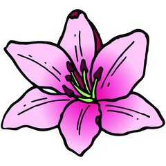 Hand drawn colored blooming lilly doodle. Traditional spring flower in ink style