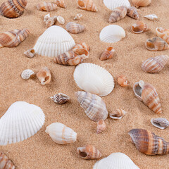 Fototapeta na wymiar Mix of sea shells on sand background.