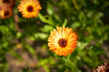 オレンジ色のデイジー