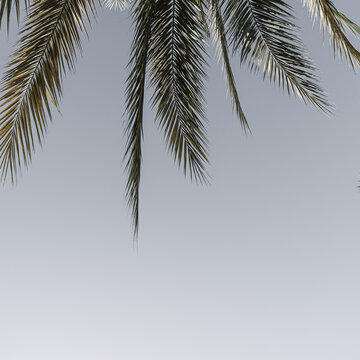 Summer exotic tropical palm tree against blue sky. Summer travel background