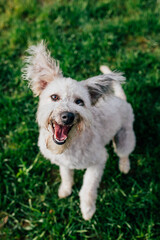 Cute and funny Hungarian Pumi dog sitting in the yard. 