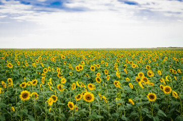 Summer background field of sunflowers and blue cloudy sky. Copy space. 