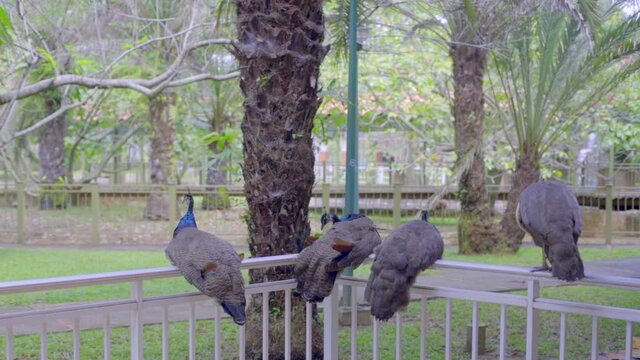 Pavos posando sobre una baranda de un hotel.