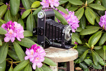 Vintage bellows camera on wooden stool in rhododendron garden