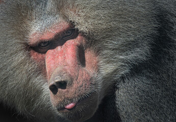 Baboon closeup face portrait. Beautiful baboon portrait looking at camera