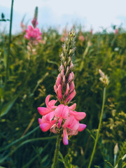 Obraz premium Pink flowers in field