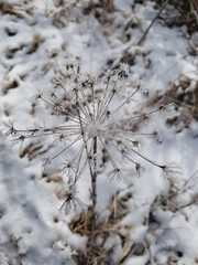 snow covered branches