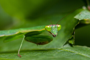 Preying Mantis in Madagascar