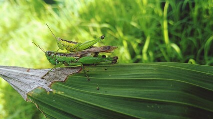 grasshopper on a leaf