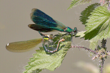 l'amore in natura
