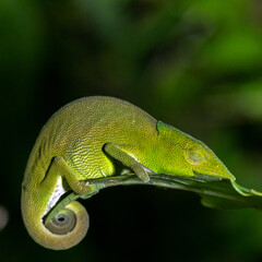 Chamaeleon in Madagascar