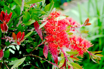 Bottle Brush Bush on the canal