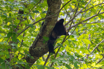 Baby black bear sleeping
