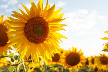 Rolgordijnen sunflower flowers at the evening field © Sergii Mostovyi